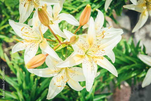 Yellow and white lilies in garden