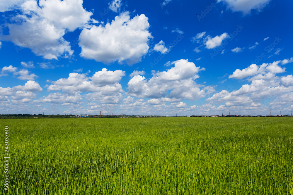 green rural field under a blue cloudy sky green rural field under a blue cloudy sky