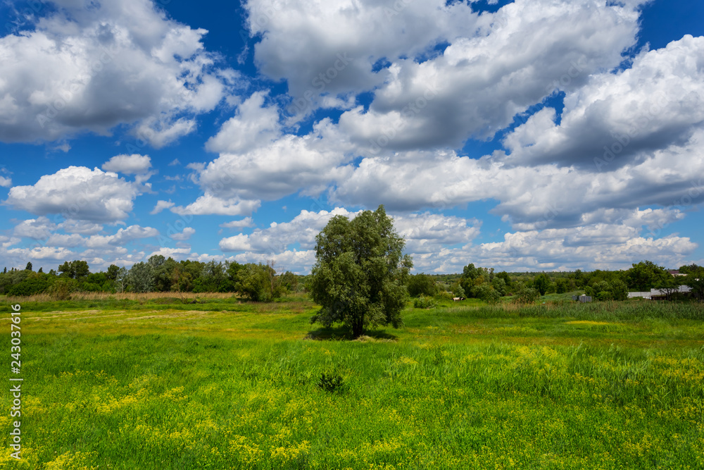 alone tree among a green summer field alone tree among a green summer field