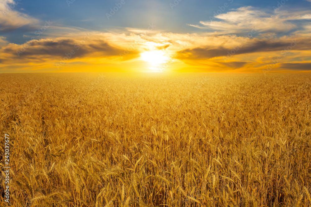 Obraz premium summer golden wheat field at the sunset