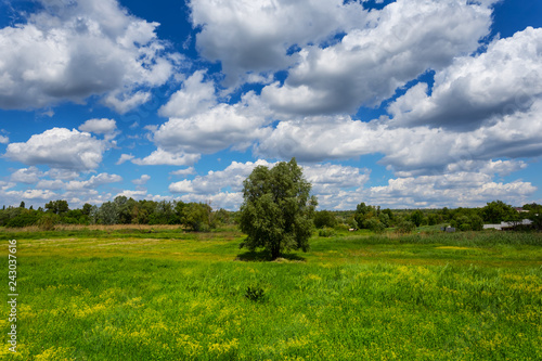 alone tree among a green summer field