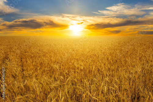 summer golden wheat field at the sunset