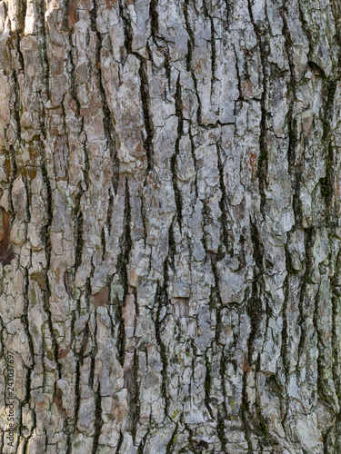 Detail von Baumrinde