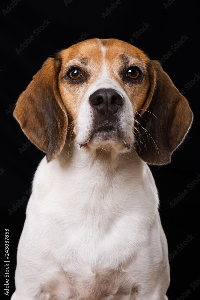 Adult beagle dog on black background