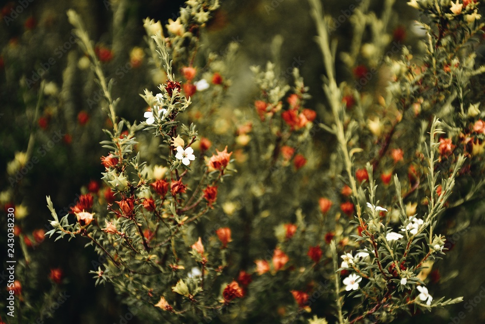 Fototapeta premium Field of flowers
