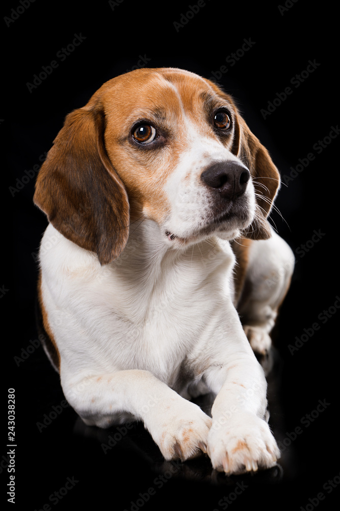 Adult beagle dog lying on black background