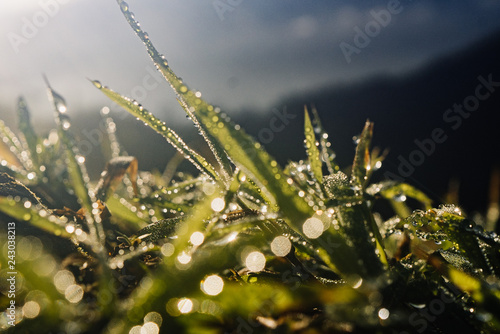 macro photo of dew drops on the grass in the rays of the sun