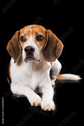 Adult beagle dog lying on black background