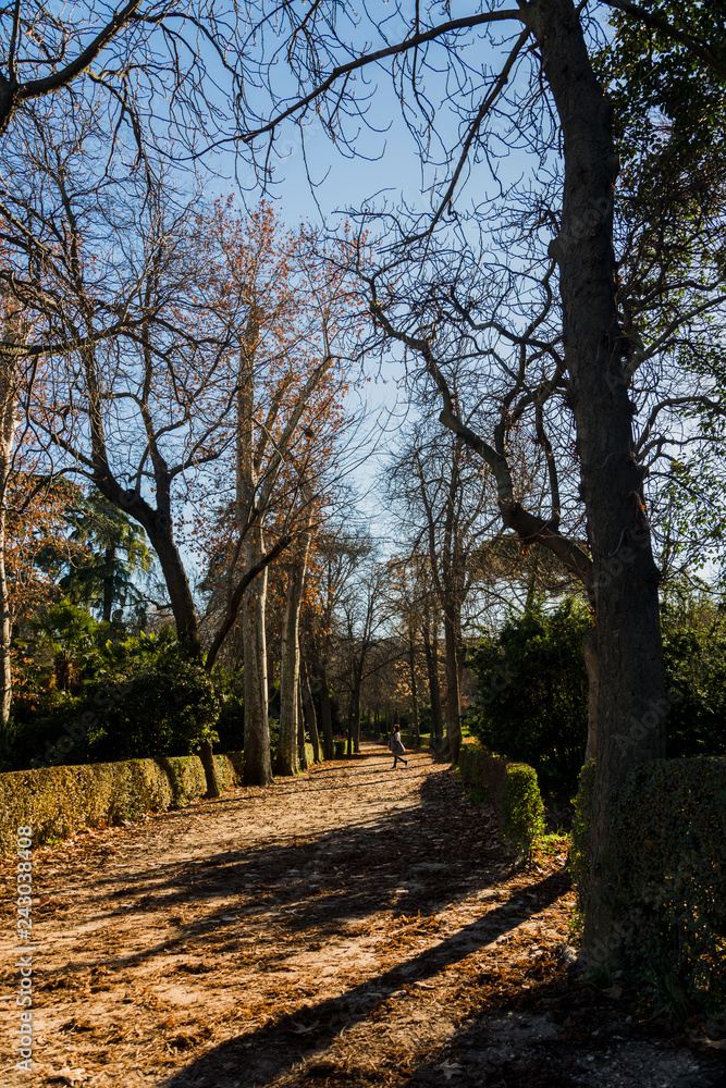 Fototapeta premium Park Road