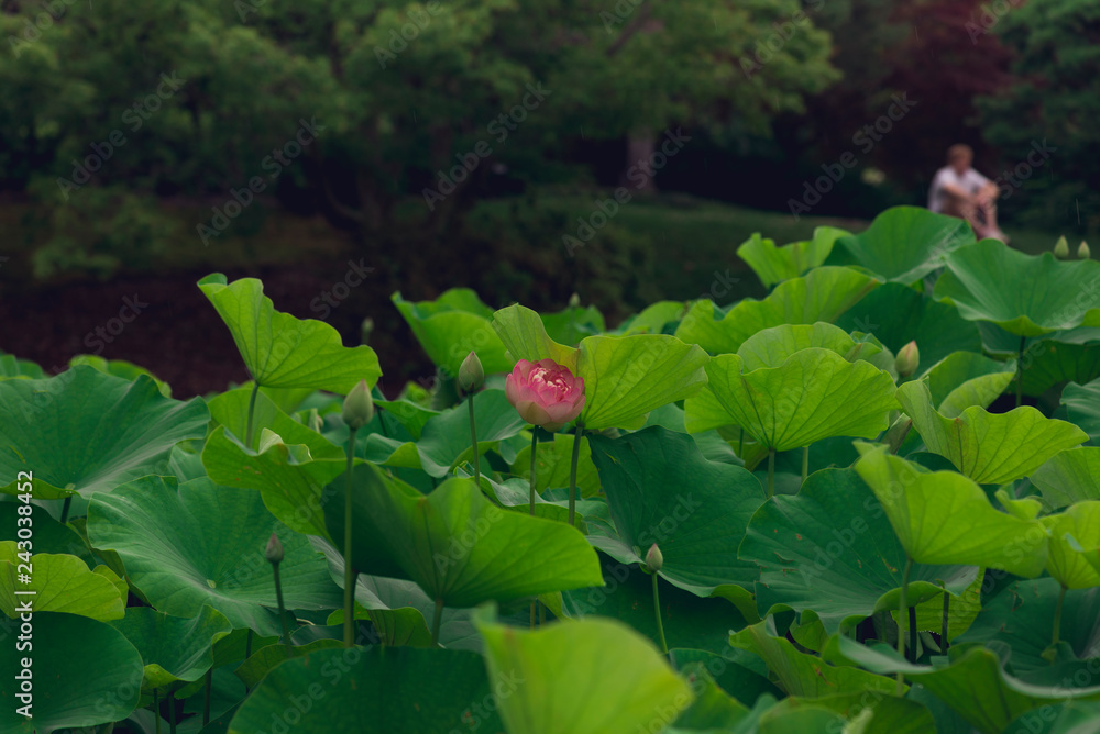 blooming sacred lotus flower. space for copy. blooming sacred lotus flower. space for copy.