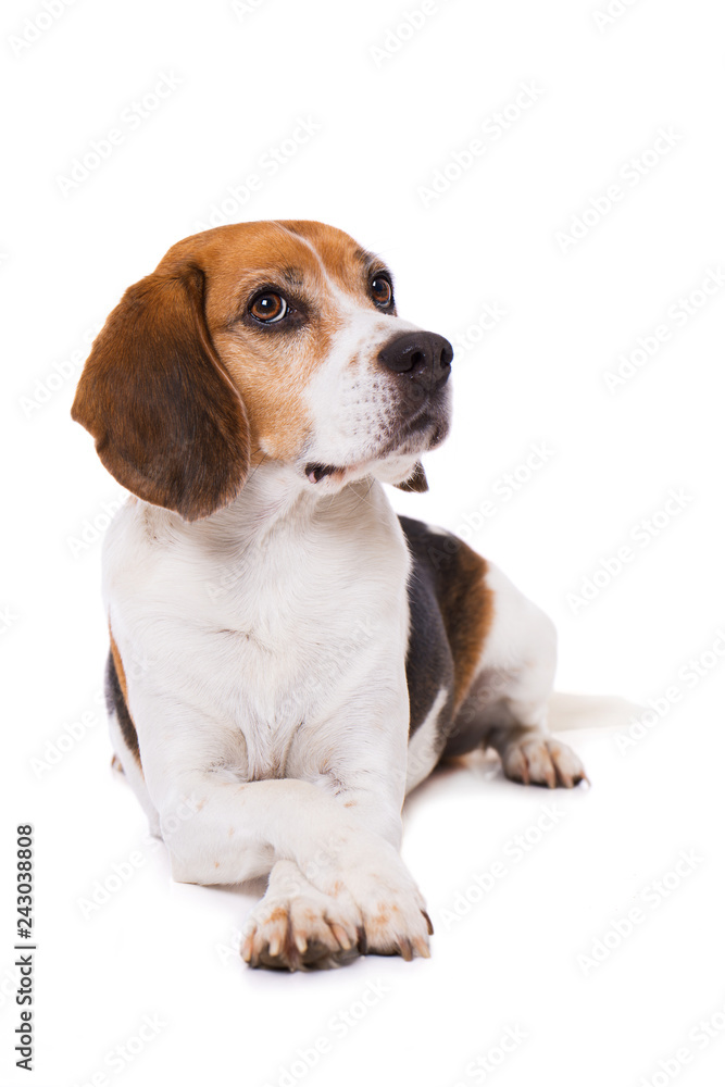 Adult beagle dog isolated on white background