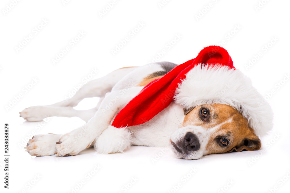 Beagle dog with christmas hat lying exhausted on the side isolated on white background