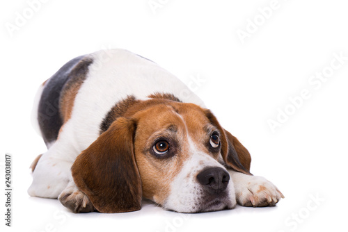 Tired beagle dog lying on back isolated on white background