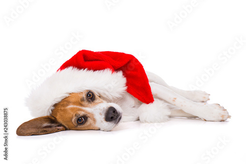 Beagle dog with christmas hat lying exhausted on the side isolated on white background © DoraZett
