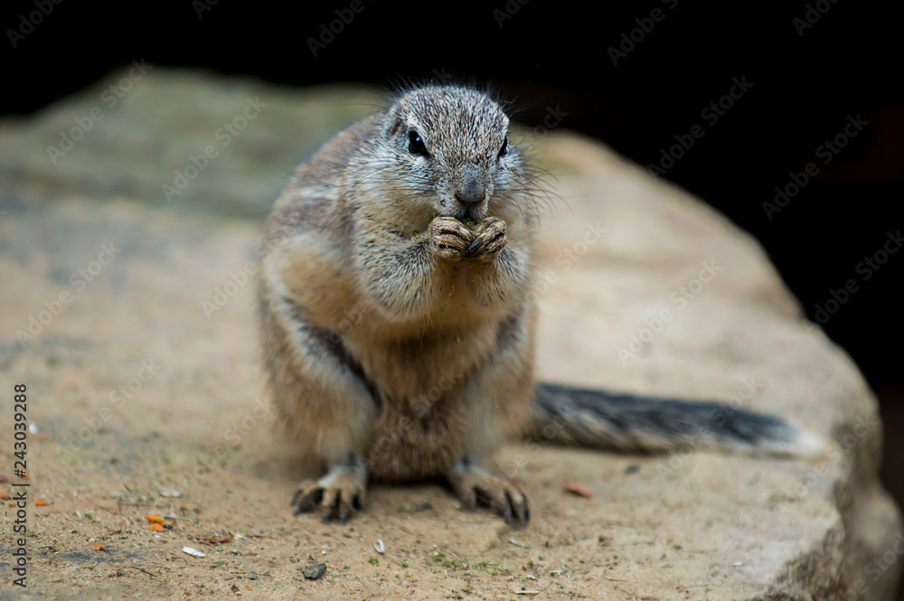 squirrel eating nut squirrel eating nut