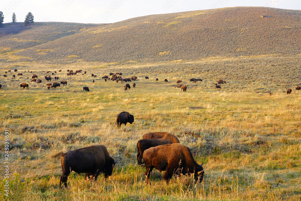 View of a herd of bison in the grass in the Lamar Valley in Yellowstone National Park