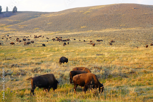 View of a herd of bison in the grass in the Lamar Valley in Yellowstone National Park © eqroy