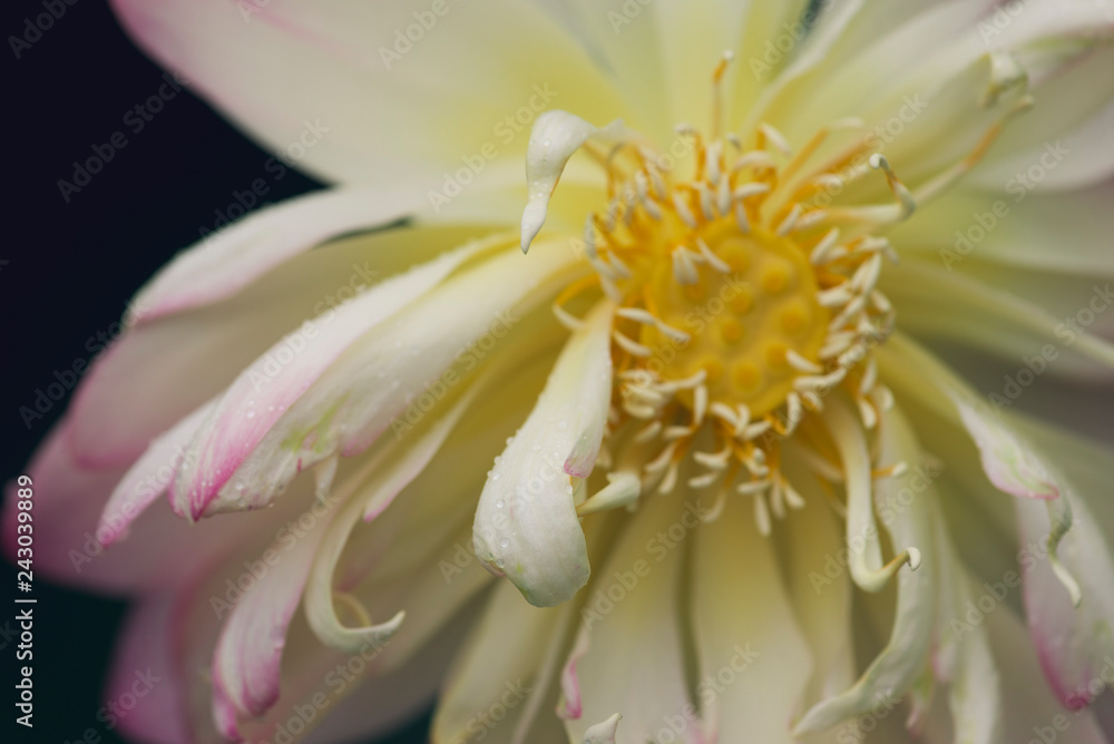 blooming sacred lotus flower. 