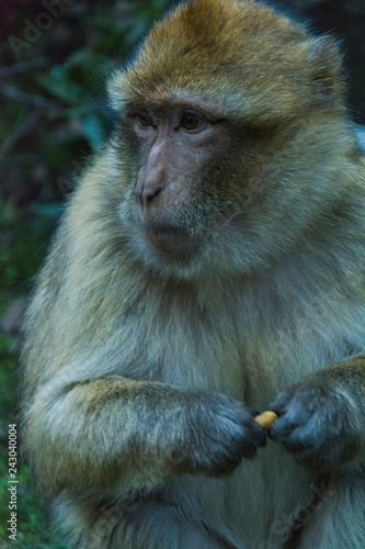 Monkey Morocco © Cristian