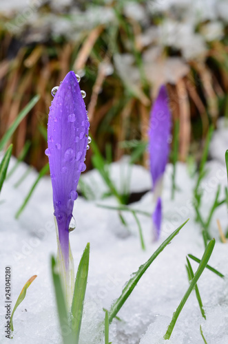 Two wild Saffron flowers