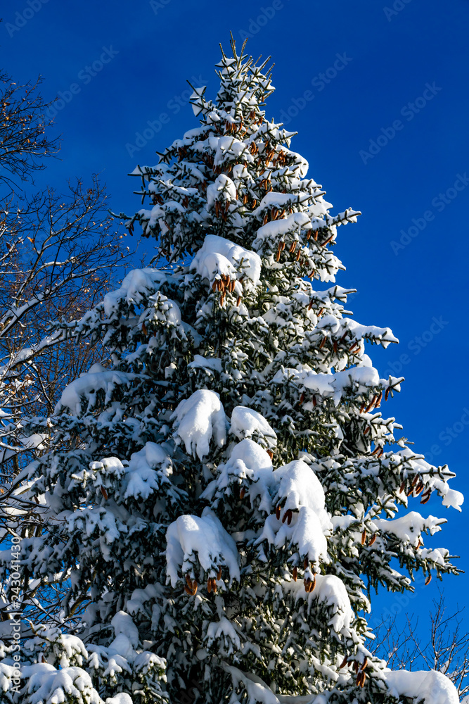 Ein Schneebedeckter Tannenbaum mit großen Tannenzapfen in der