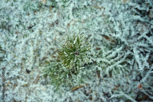 Undergrowth of coniferous trees in winter forest.