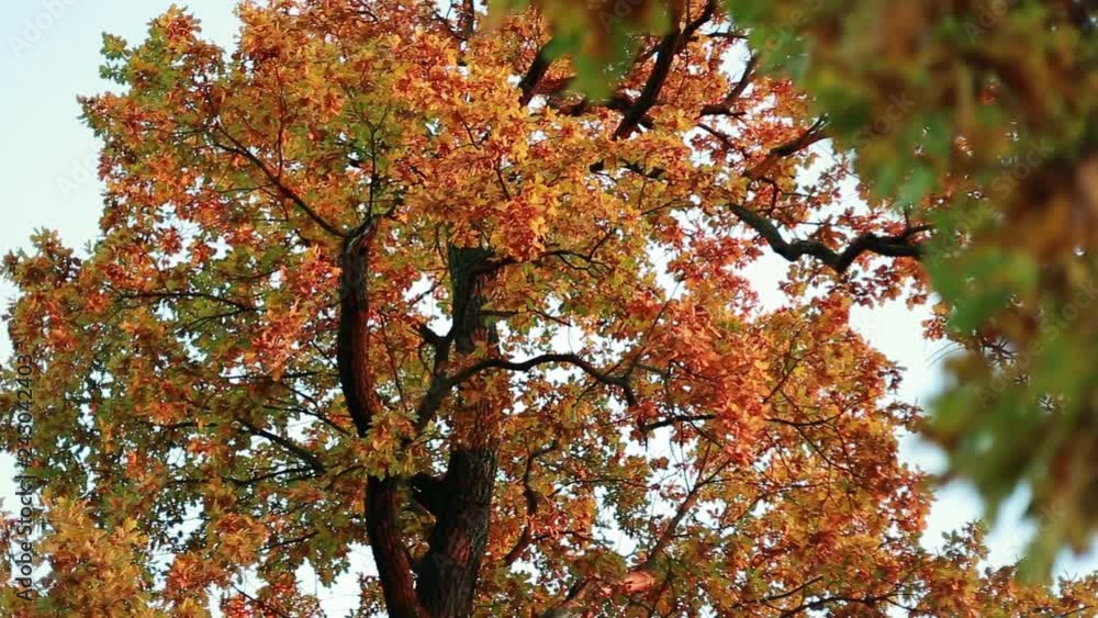 Sunny autumn day, oak trees with colorful leaves. Autumn mood, dreams with cinematic bokeh. Environment, ecology Sunny autumn day, oak trees with colorful leaves. Autumn mood, dreams with cinematic bokeh. Environment, ecology