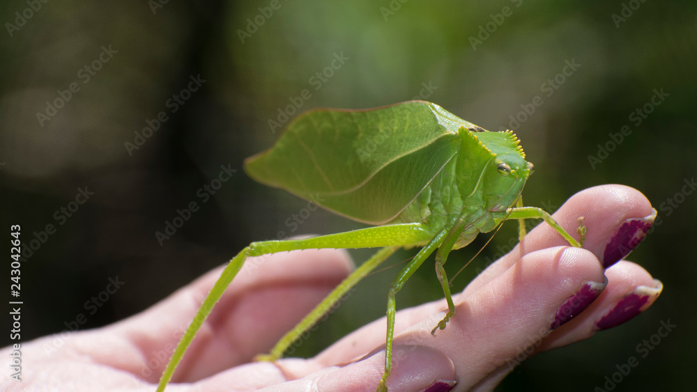 Verde Verde