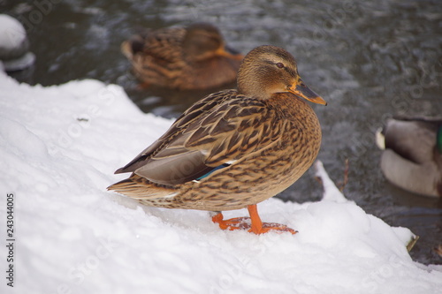 Kaczka ,kaczka nad wodą ,kaczka na śniegu ,ptactwo wodne ,zima nad rzeką