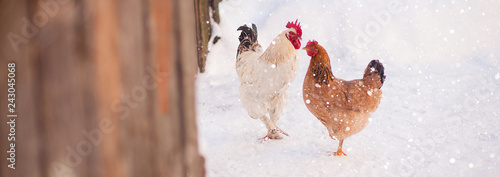 Fotografie, Tablou Main rooster boss portrait.Cock in winter, snow