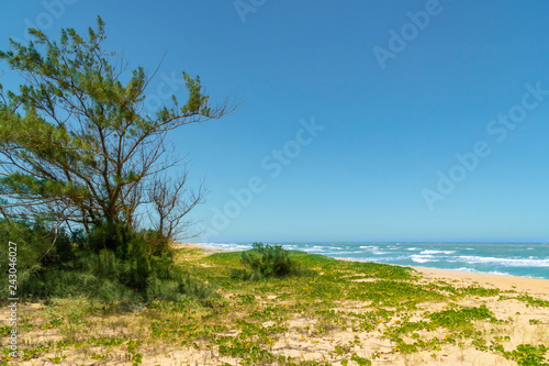 Flora of restinga of the Lighthouse Beach in Campos dos Goytacazes