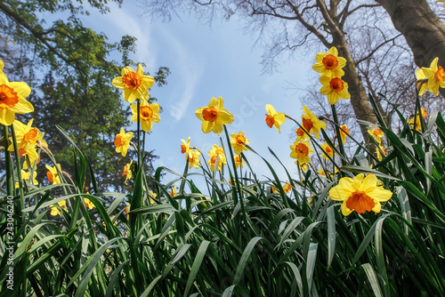 Fototapeta Naklejka Na Ścianę i Meble -  Beautiful field of narcissus flowers