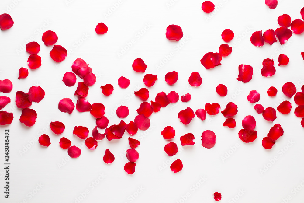 Valentine's Day. Rose flowers petals on white background. Valentines day background. Flat lay, top view, copy space. Valentine's Day. Rose flowers petals on white background. Valentines day background. Flat lay, top view, copy space.