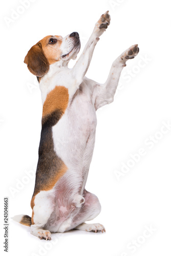 Tablou canvas Adult beagle dog sitting on hind legs isolated on white background