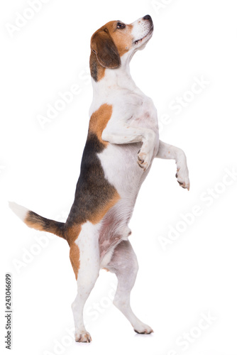 Adult beagle dog standing on hind legs isolated on white background
