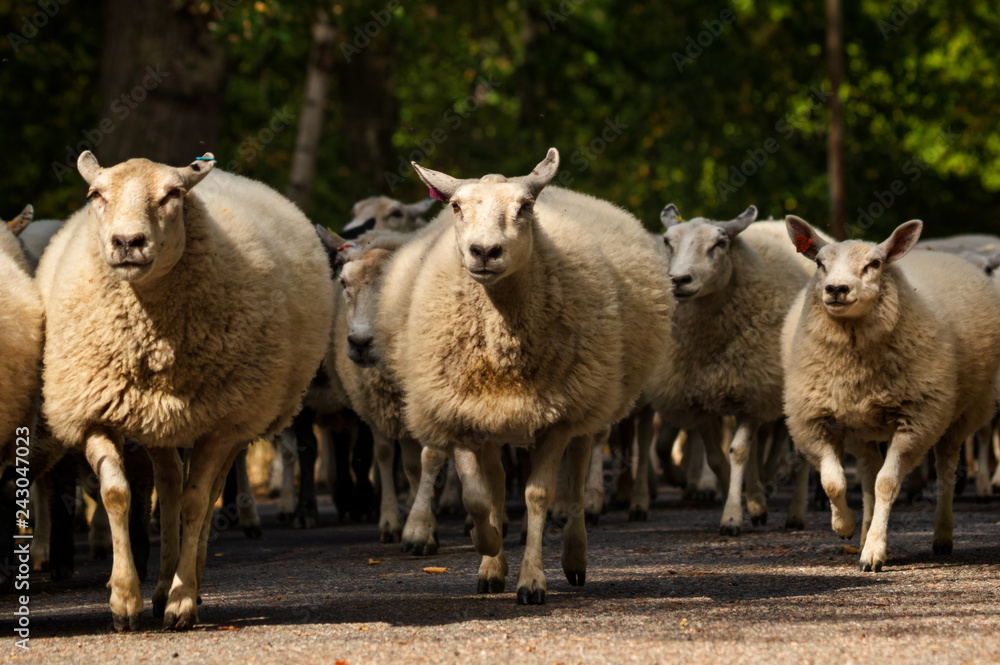 Obraz premium flock of sheep moving to new pasture