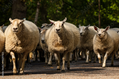 flock of sheep moving to new pasture