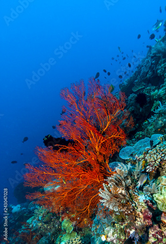 Underwater, Lembeh Strait,Indonesia