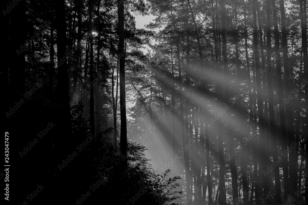 Obraz premium Rays of sun rising sun in the morning in the forest