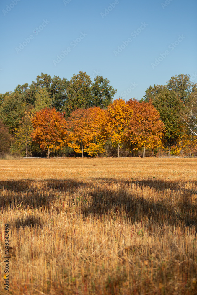 View from the field to the forest in autumn colors