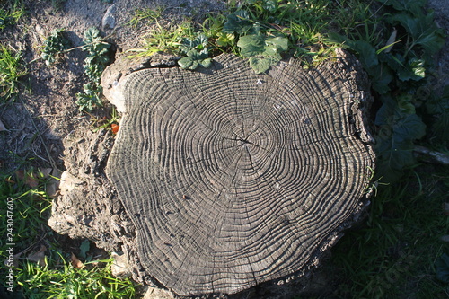 Cut tree trunk with green leaves around. Angle of vision from above, photo taken in winter with daylight