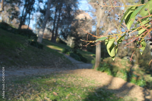Leaves in the foreground with grass and trees background out of focus. Photo taken in winter with day light