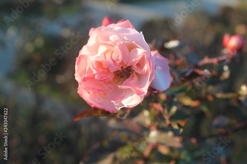 Pink flower with pistils, background vegetation. photo taken with daylight
