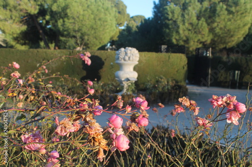 Pink flowers drying with stone statue in background