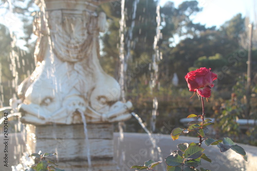 Red rose in the foreground with water fountain made in stone as background. photo taken with daylight
