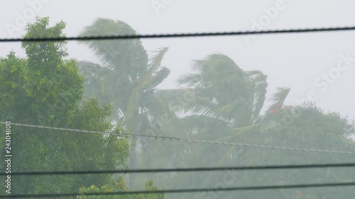 Hurricane Winds and Rain Coconut Tree Heavy Rains, 4K