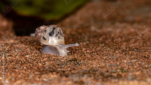 African Giant Snail photo