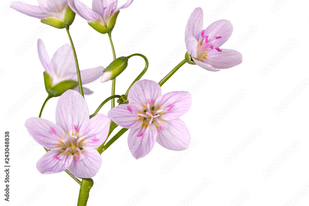Stem and flowers of spring beauty isolated on white Stem and flowers of spring beauty isolated on white