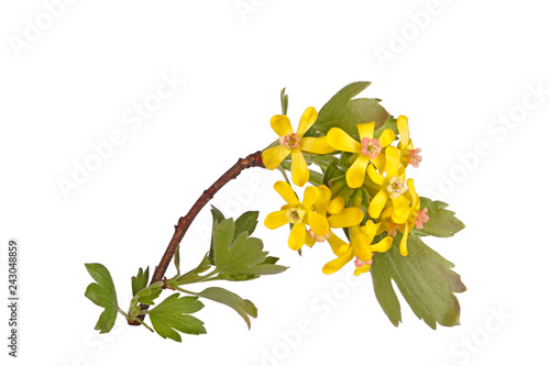 Stem with flowers of the clove currant isolated photo