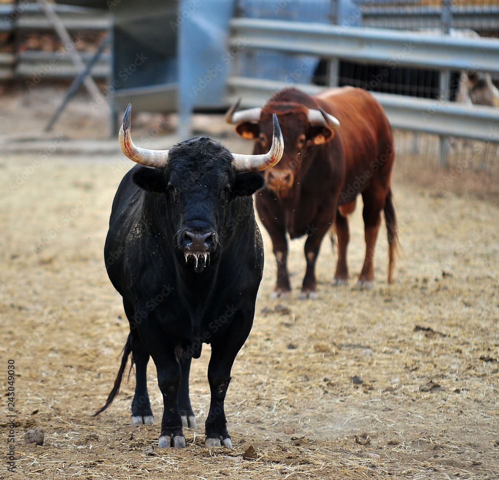 bull in spain bull in spain